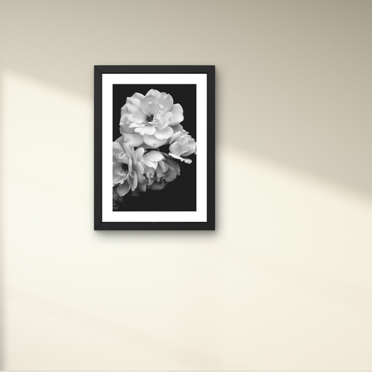 Elegant black and white floral wall art with soft petals against a dark background.



