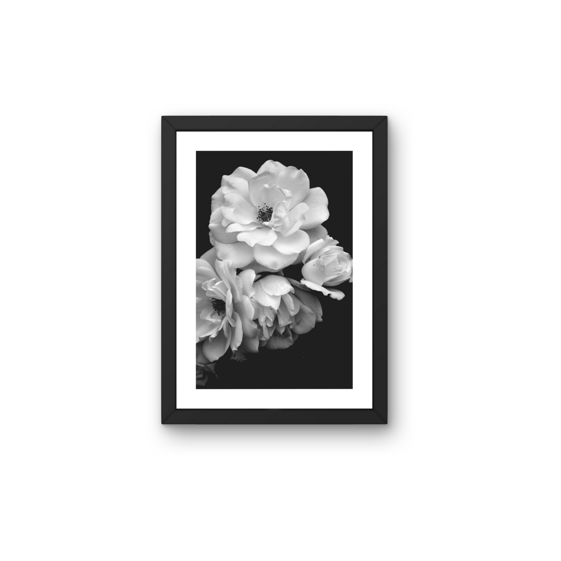 Elegant black and white floral wall art with soft petals against a dark background.



